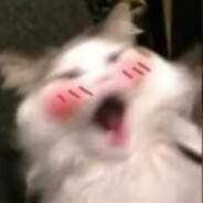 Bob