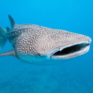 tubaleia