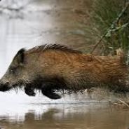 SANGLIER JOUFFLU
