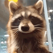 Mr. Raccoon