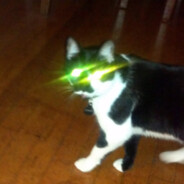 LazerKat