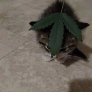 яна ркоман