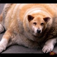 Shibo