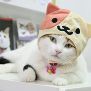 Cat Dotes