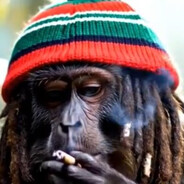 Steam Community :: rasta monkey