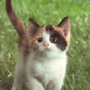 KITTY
