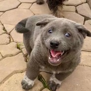 Изотоп пармезана