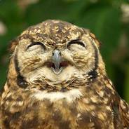 Owl.