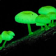 InfectedShroomz