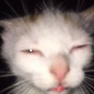 Disabled Kitten