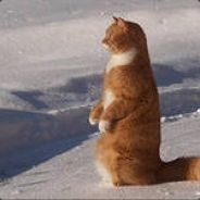 1rk_KOT3