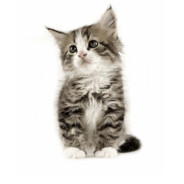 MeowТ_т