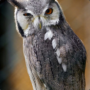Hibou en Résine & Grenat | Petit