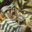 Group Avatar