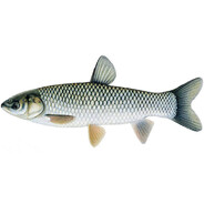 Amur Polski