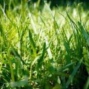 TOUCH GRASS