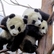 Pew_Pew_Panda