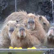 Fürdő Capybara