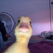 .barevestergaard avatar