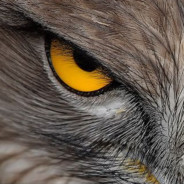 EagleEyed