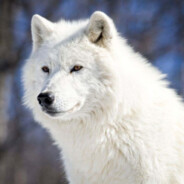 lone wolf