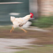 Chicken