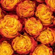 Inferno Rose