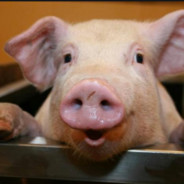pig
