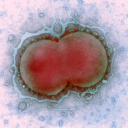 Miliculosis