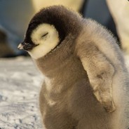 MonsterPenguin!