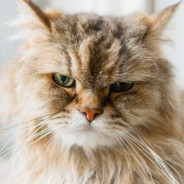 Fluffy McFluff Face