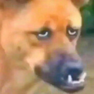 Perro Endemoniado