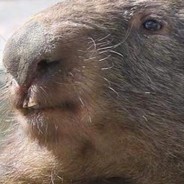 Hippiebara