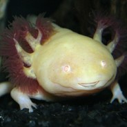 FakeFish