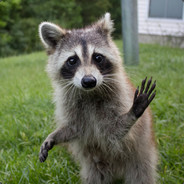 Racoon