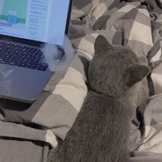 刺猬kk