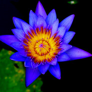 Avatar de la communauté Steam