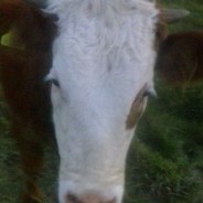 Imoomoo