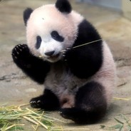 Oso Panda