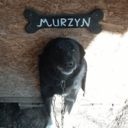 Murzyn
