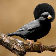 Mr. Canary