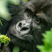 The_Monke_Man