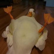 Flaamby ¯\_(ツ)_/¯