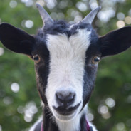 ZywooALLtimeGOAT