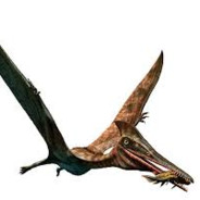 Pterodaktyl
