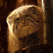 Manul