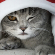 Новогодний кот)