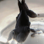 Chinese Black Poop Fish