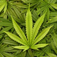 Marihuana /Bart/