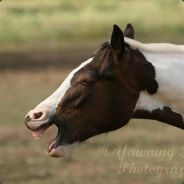 Mξiگīξ # 1